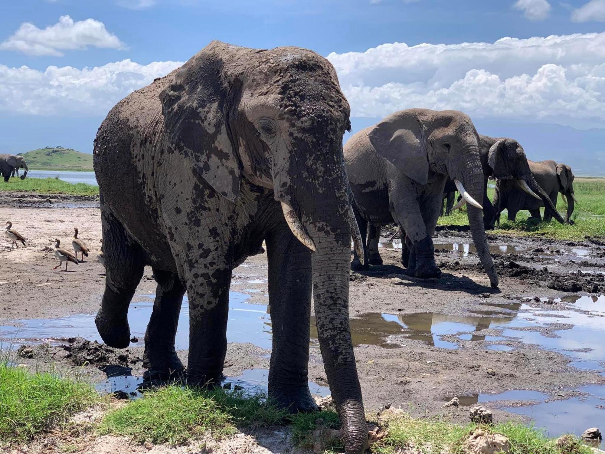 Amboseli Discovery Camp Екстер'єр фото