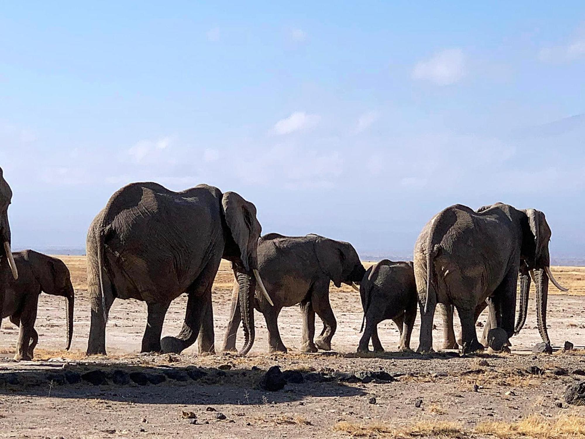Amboseli Discovery Camp Екстер'єр фото