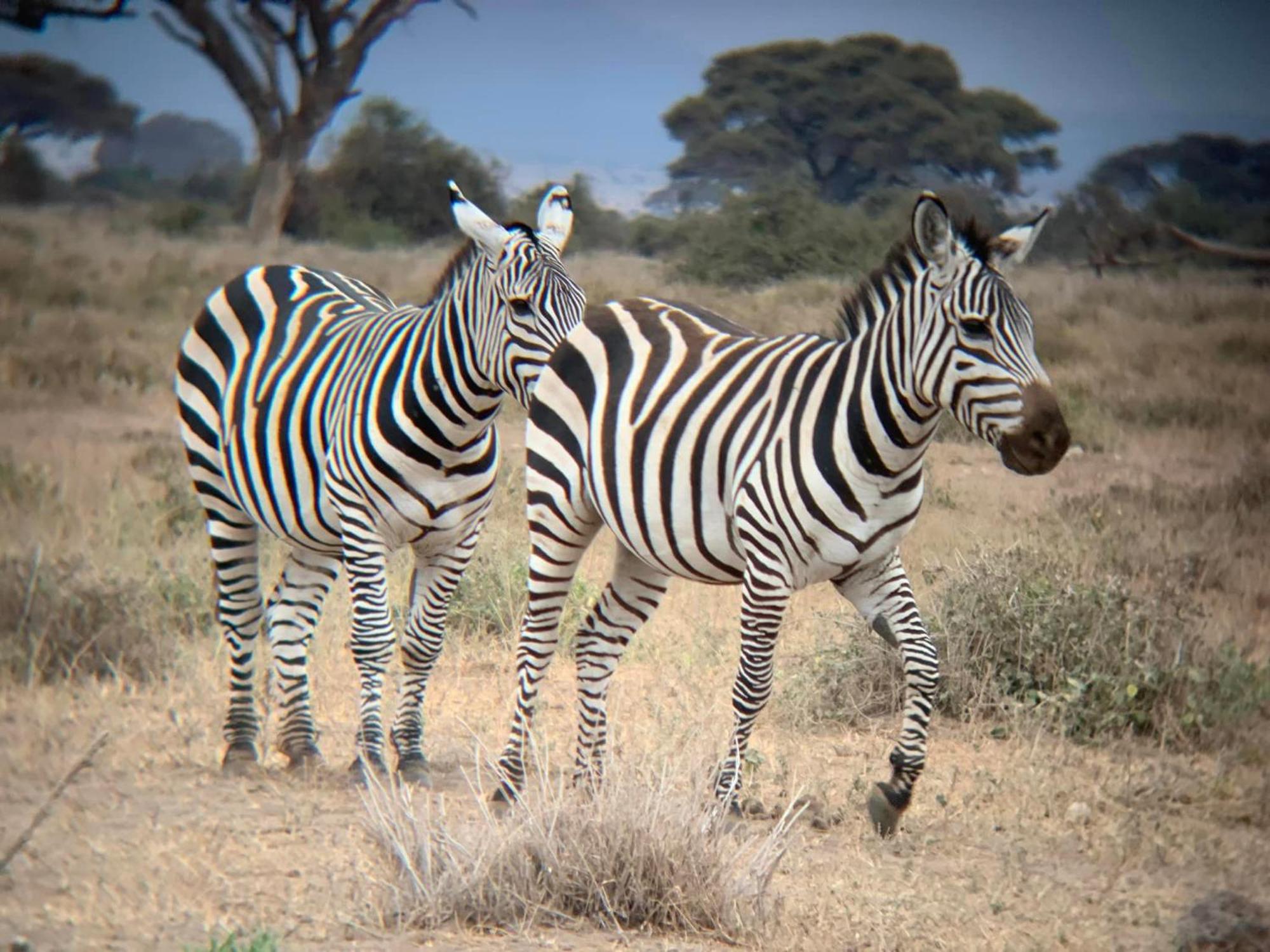 Amboseli Discovery Camp Екстер'єр фото