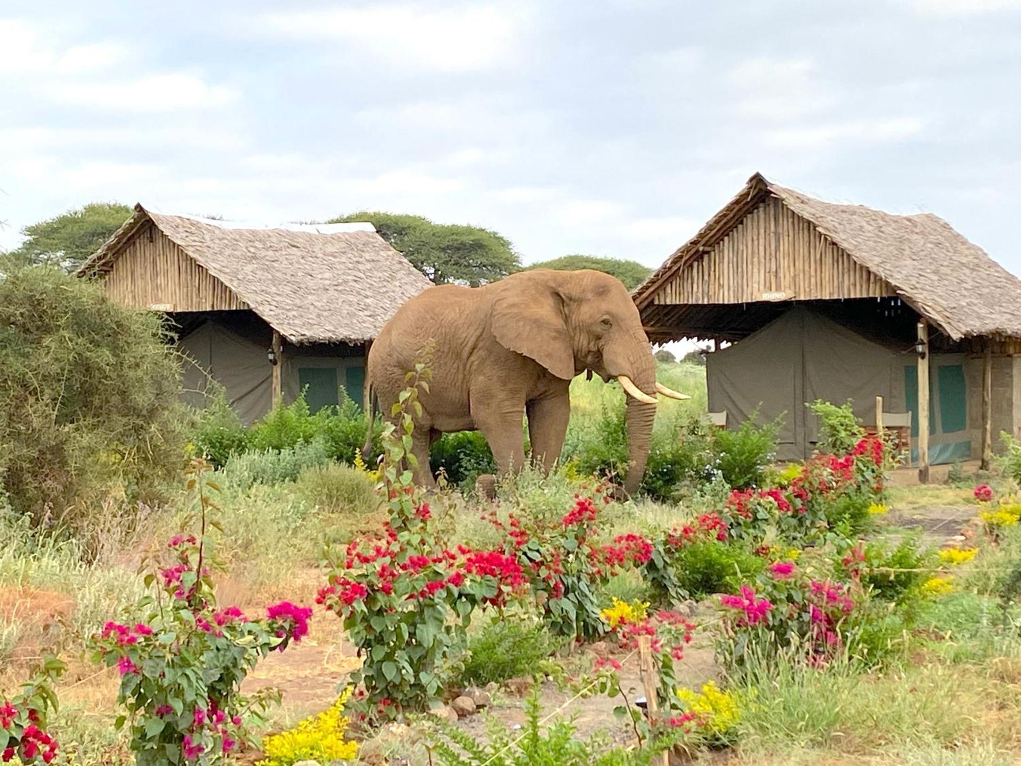 Amboseli Discovery Camp Екстер'єр фото